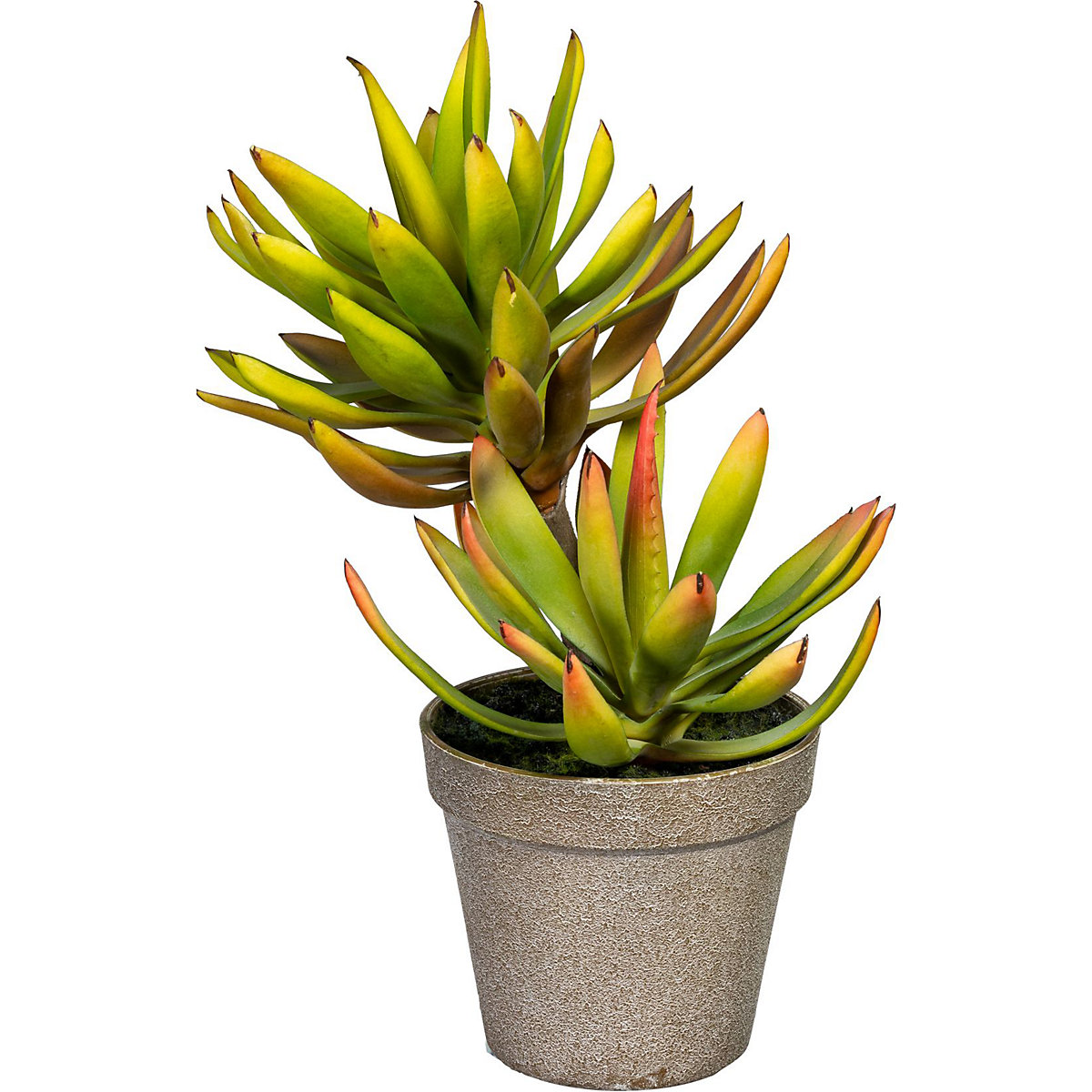 Planta abanico