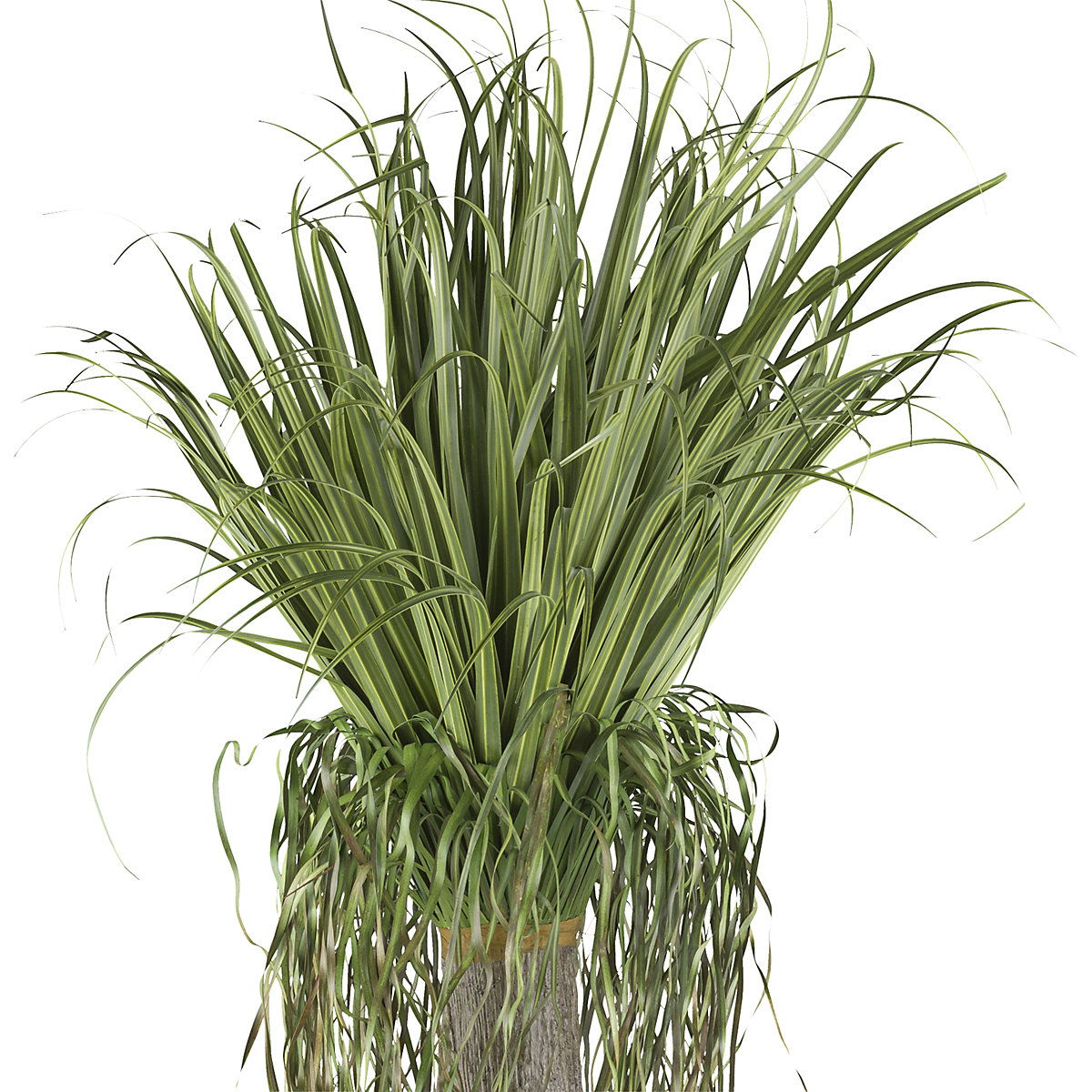 Planta artificial, Beaucarnea (Imagen del producto 2)-1