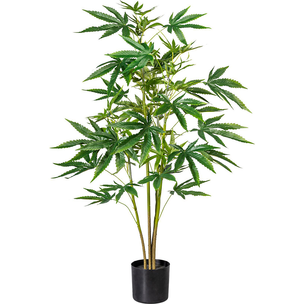 Planta de cáñamo ornamental