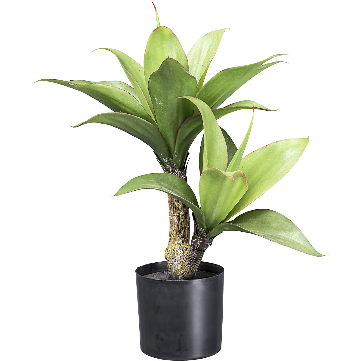 Agave (Product illustration 2)-1