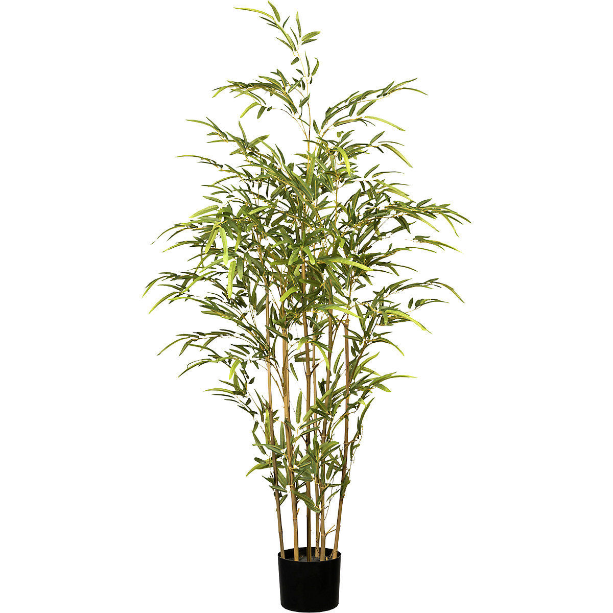 Bamboo, UV resistant