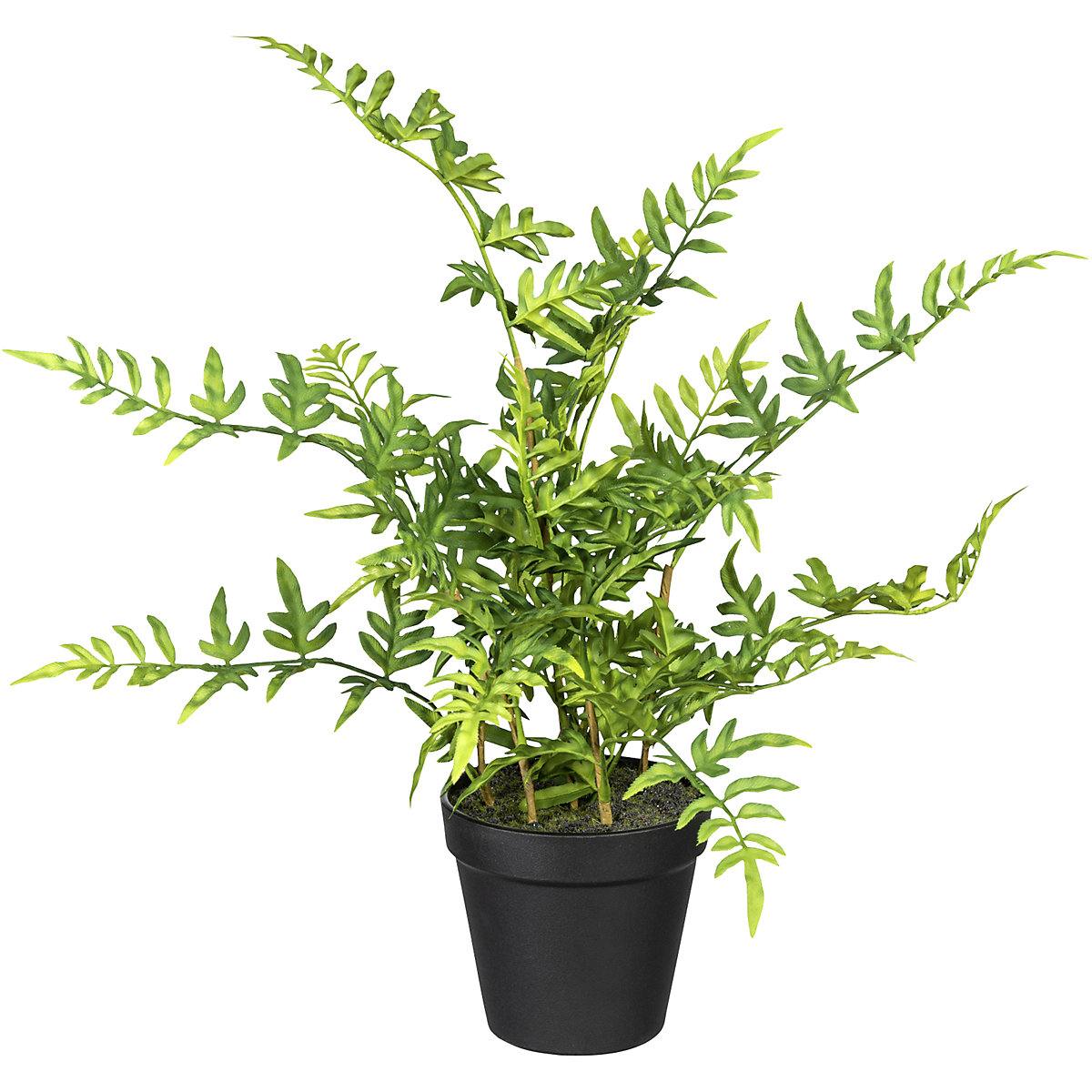 Japanese fern (Product illustration 2)-1
