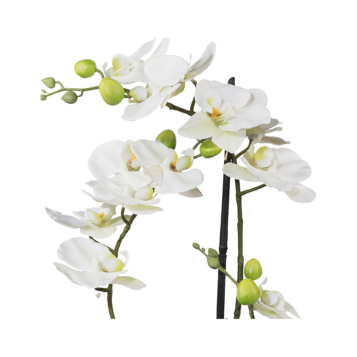 Moth orchid (Product illustration 3)-2