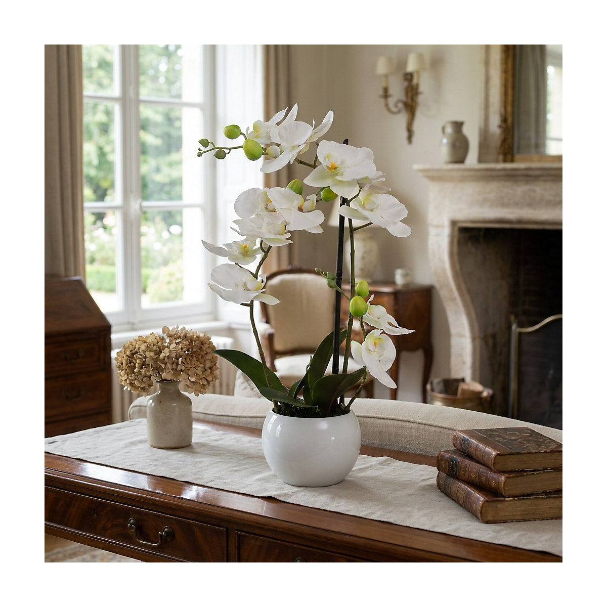 Moth orchid (Product illustration 4)-3