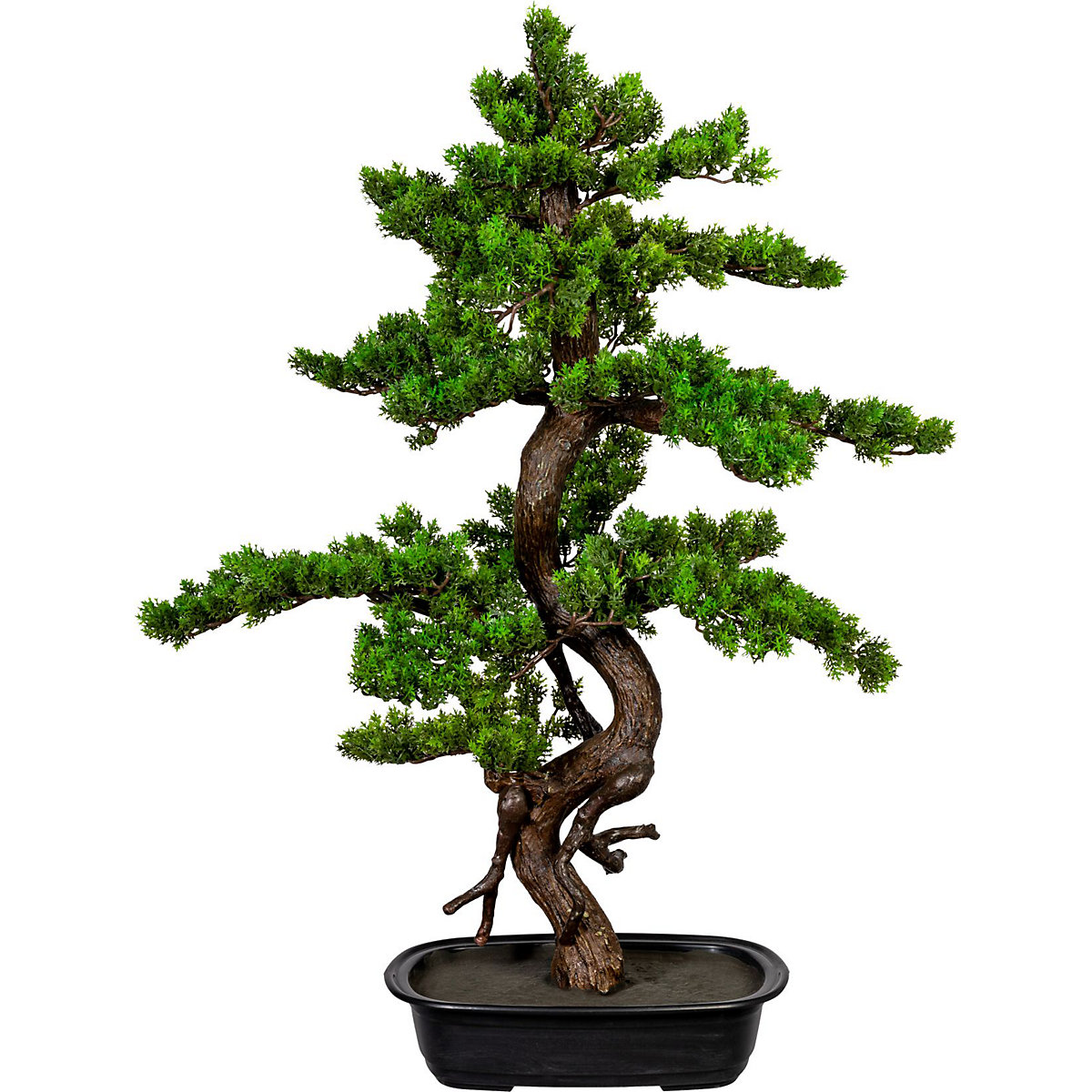 Myrtle bonsai