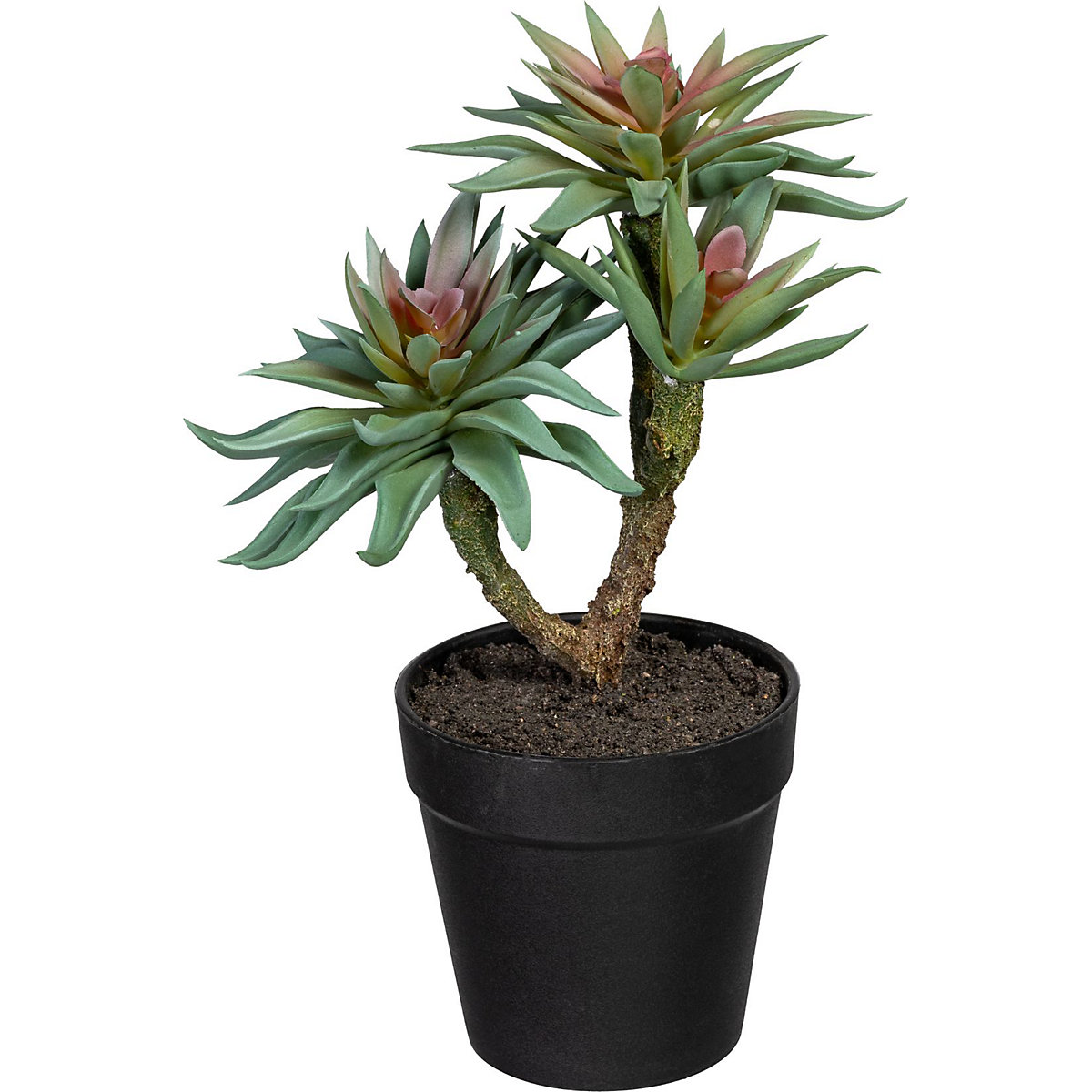 Succulents on a trunk (Product illustration 2)-1