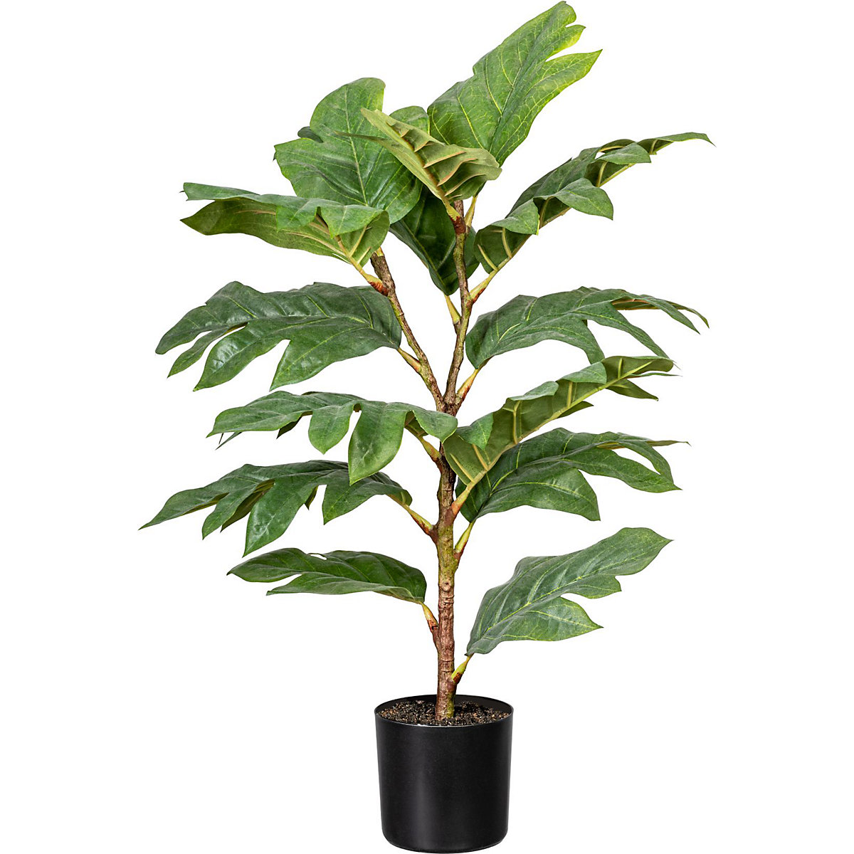 Artocarpus (breadfruit tree)