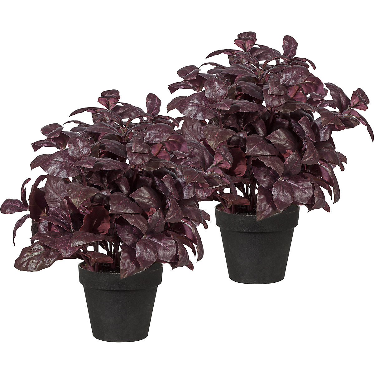 Basil bush, pack of 2, in a plastic pot, bordeaux-0