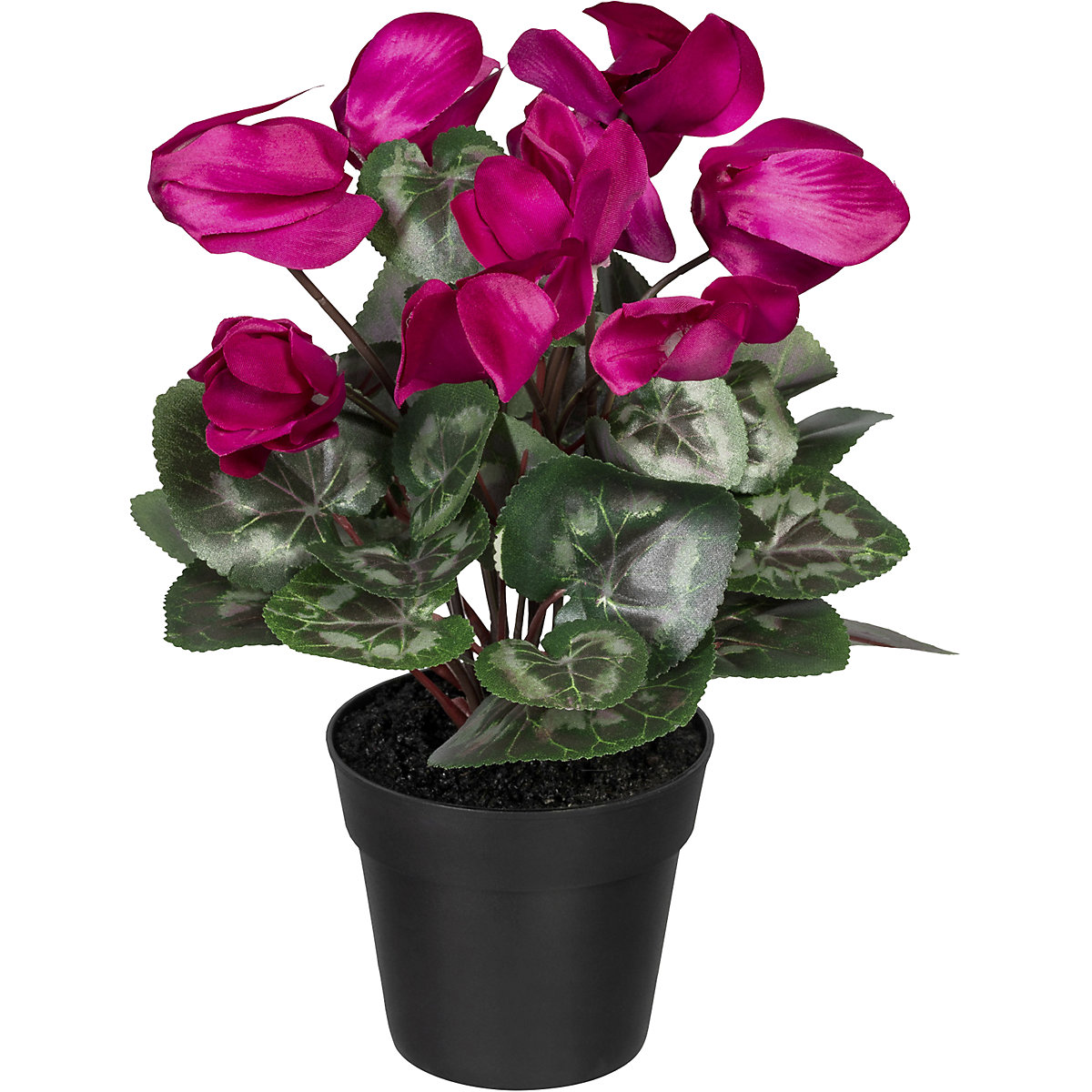 Cyclamen (Product illustration 2)-1