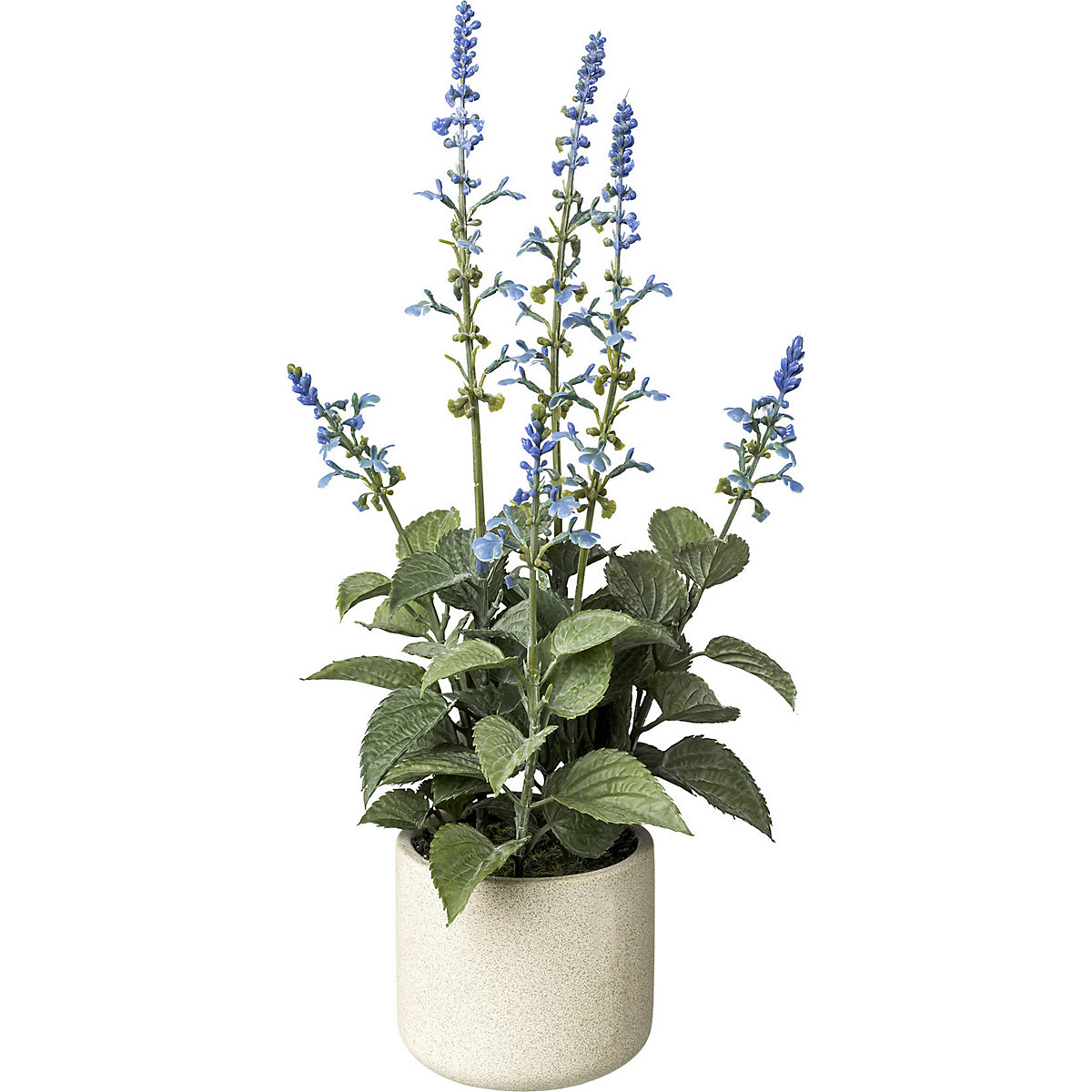 Salvia in a cement pot (Product illustration 2)-1