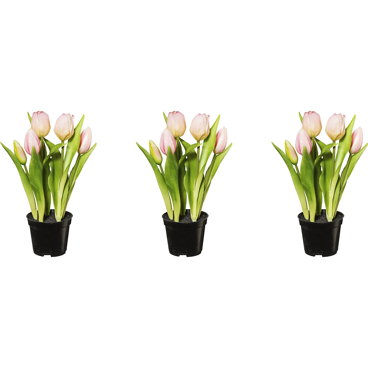 Tulips, real touch, in a pot