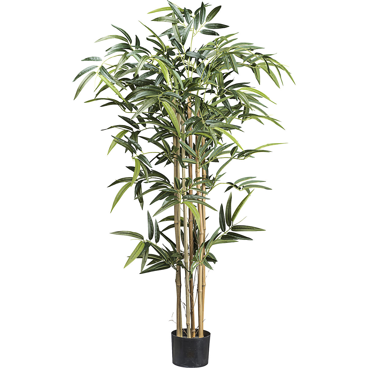 Bambú con tronco natural