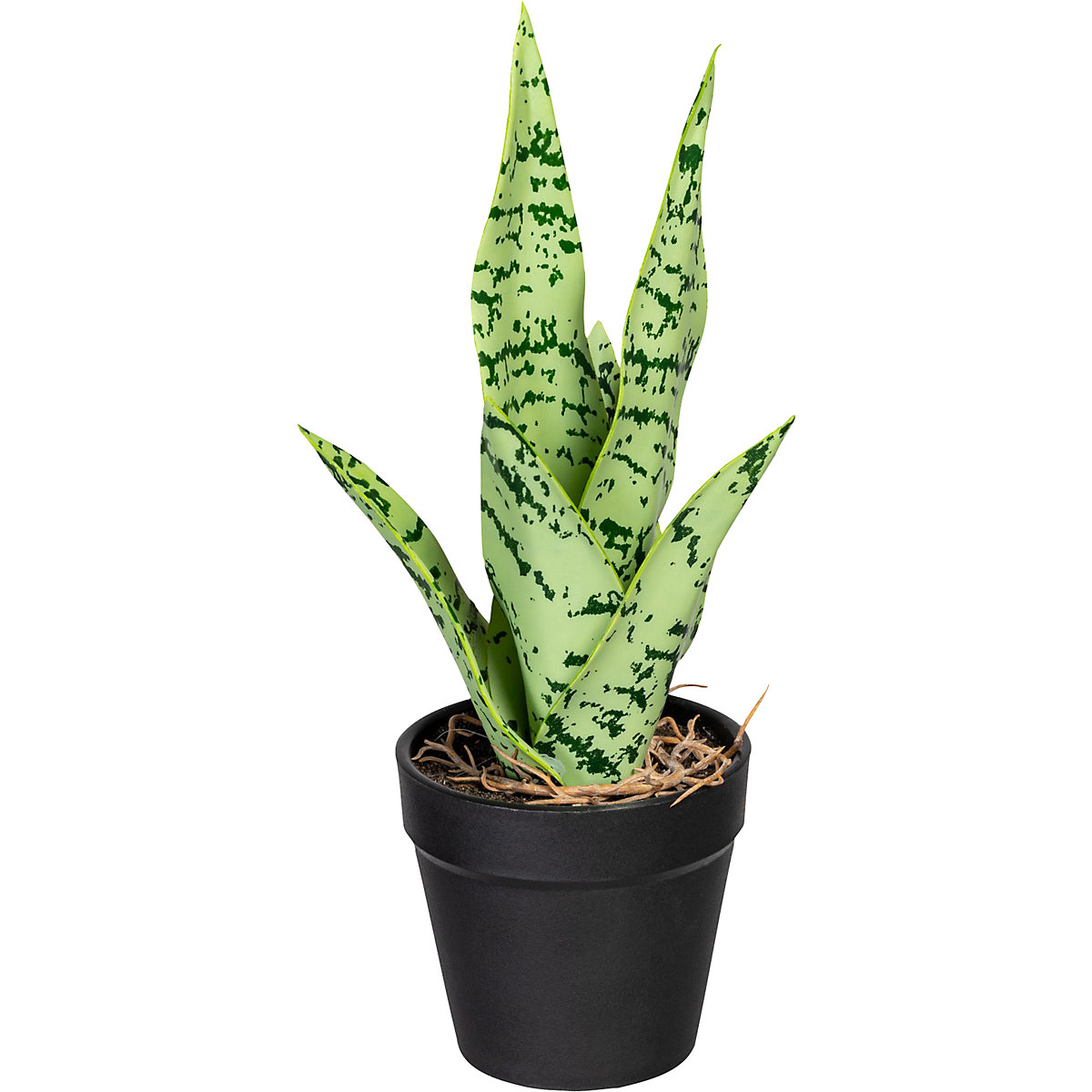 Mini Sansevieria (Imagen del producto 2)-1