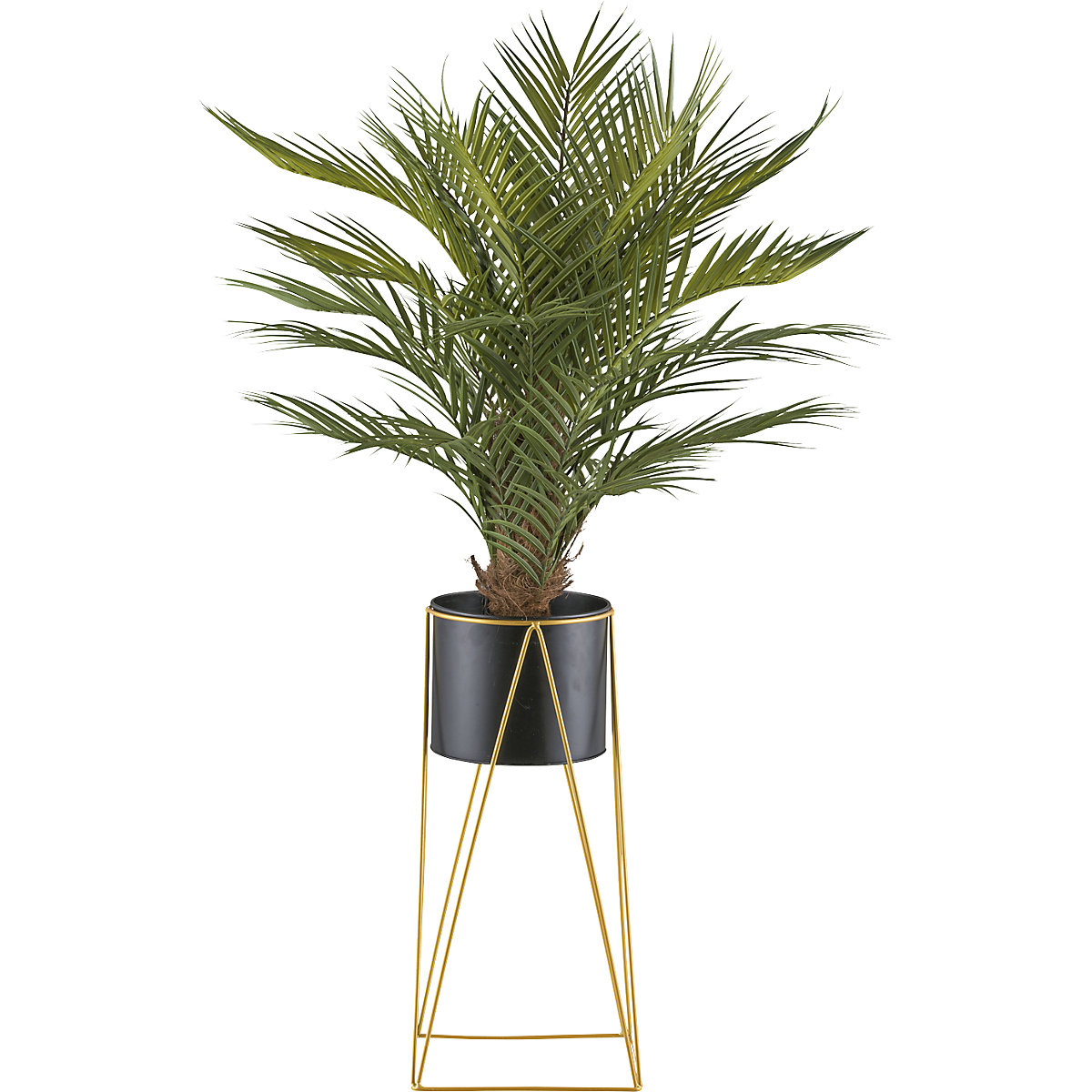 Palmera areca