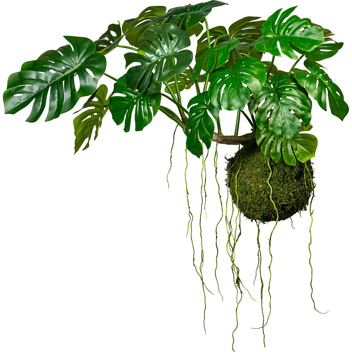 Filodendron pertusum na mahovi krogli