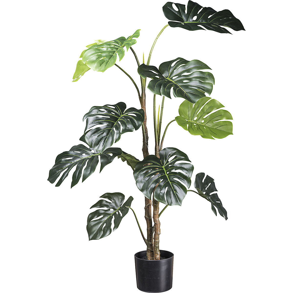 Filodendron pertusum