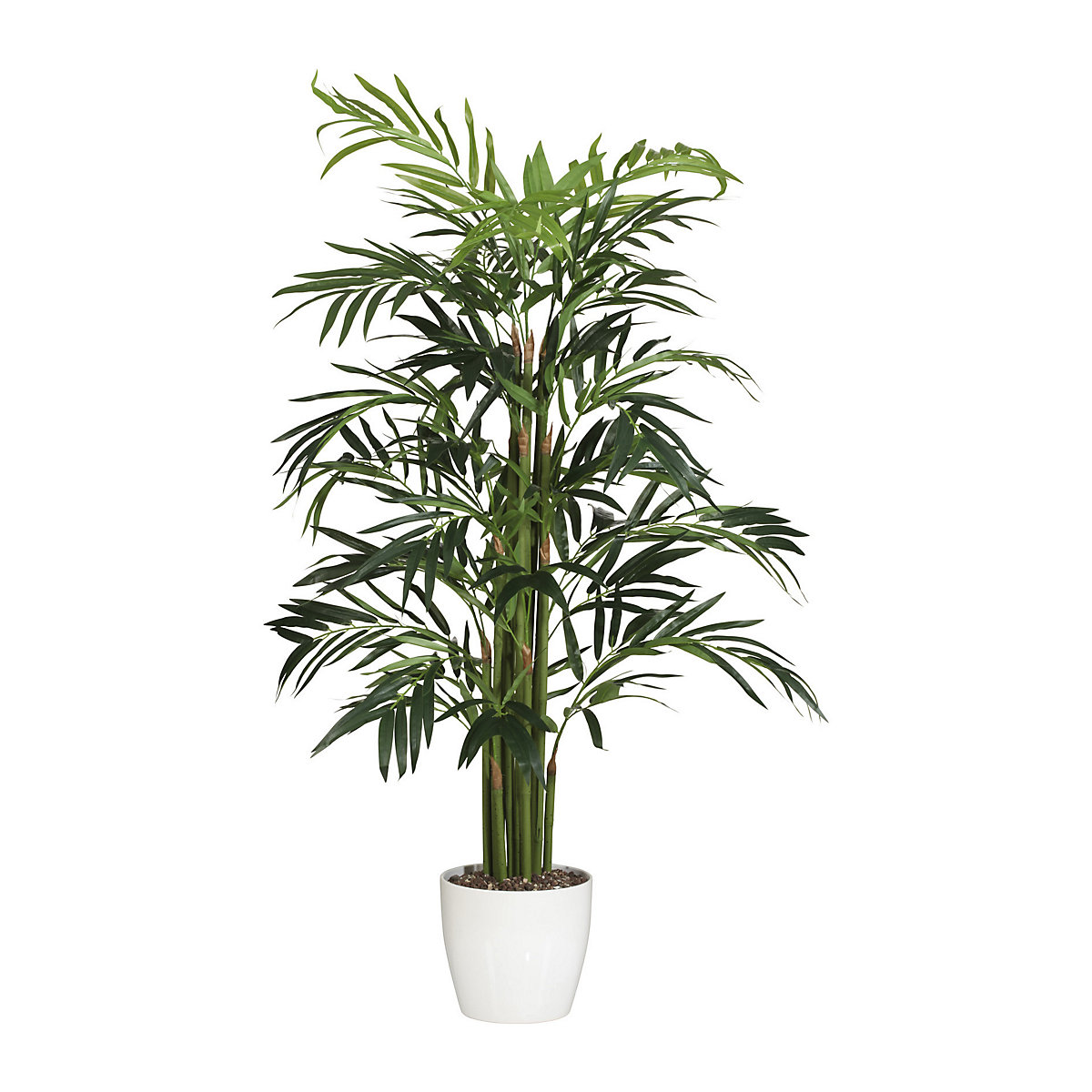 Bambusova palma