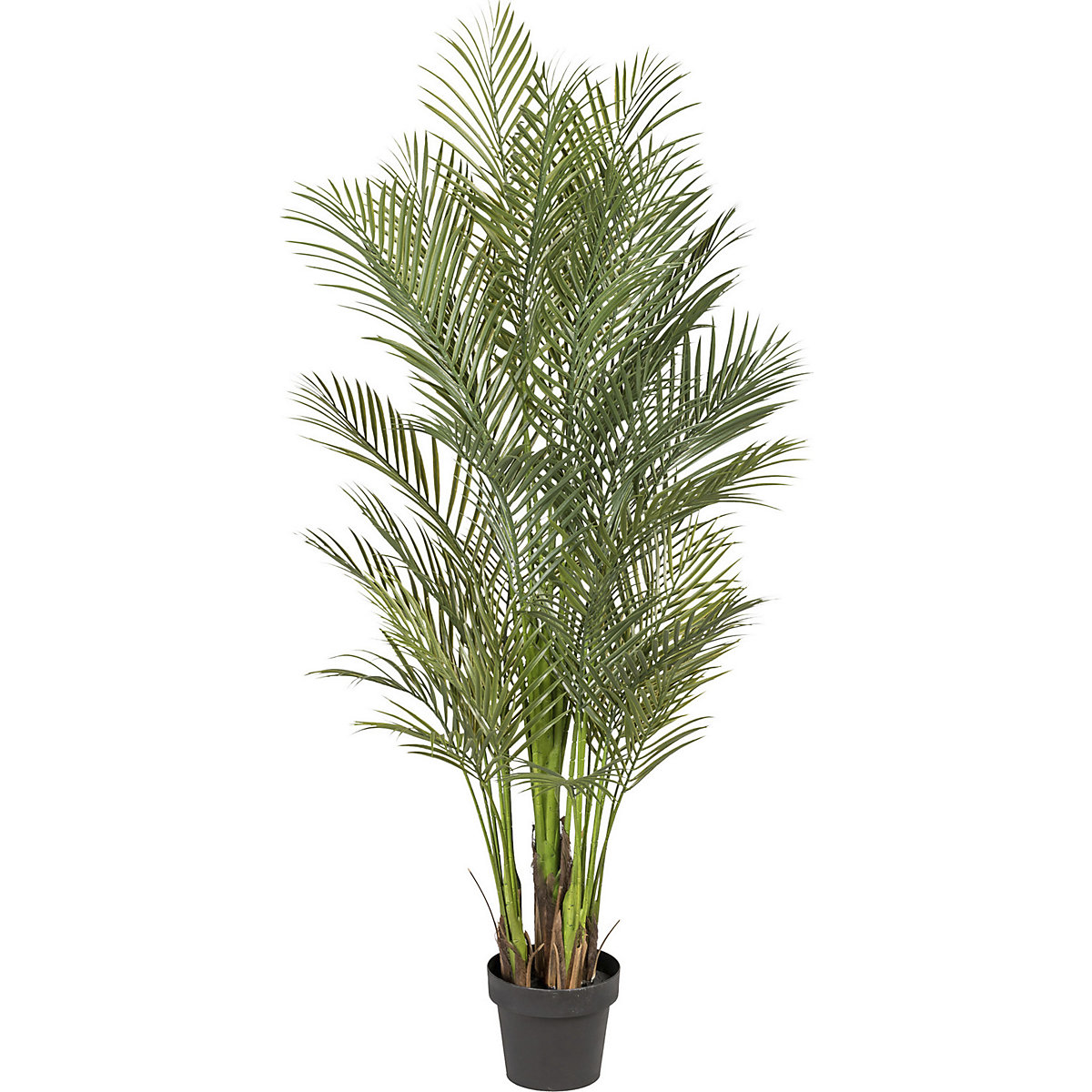 Arecapalm