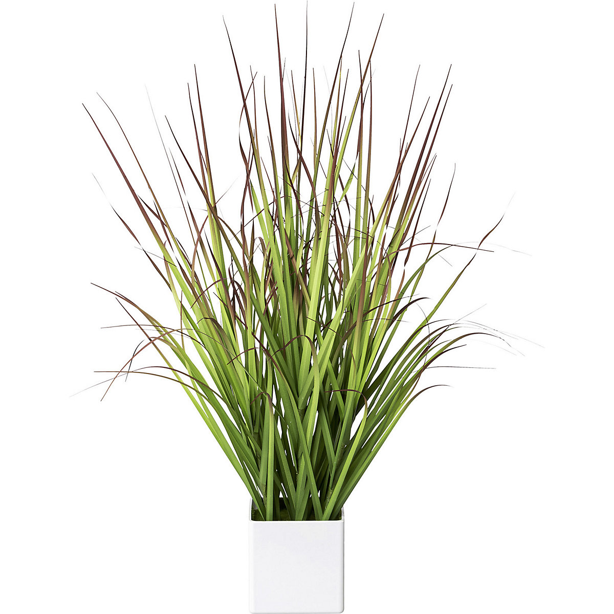 Bloedgras in een pot (Productafbeelding 2)-1