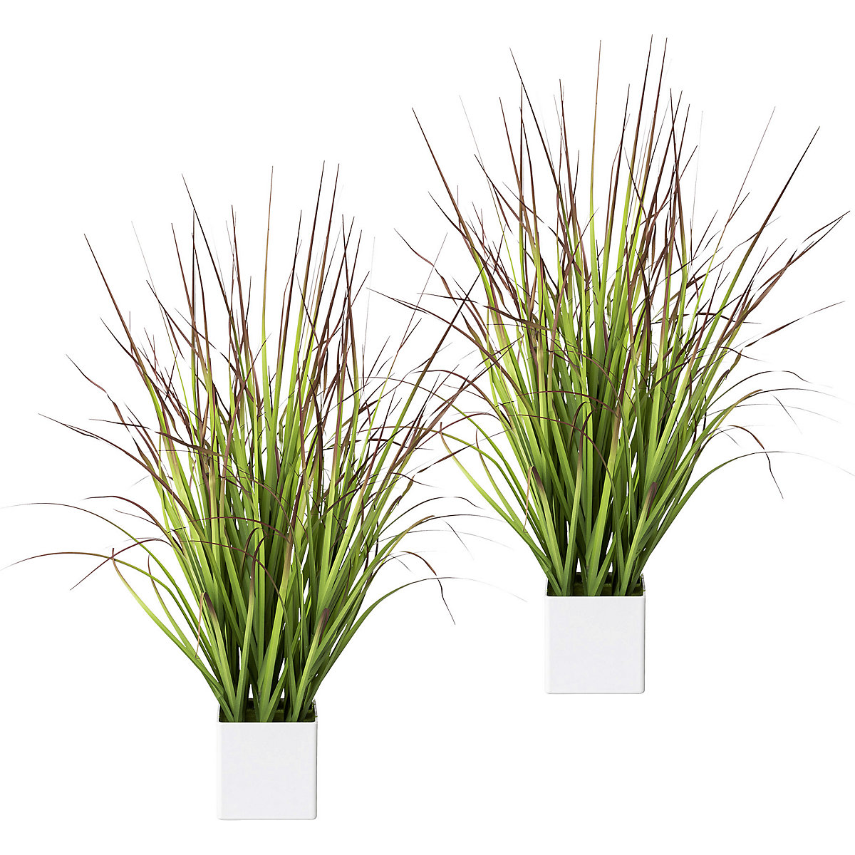 Bloedgras in een pot, VE = 2 stuks, hoogte 760 mm, groen-rood-0