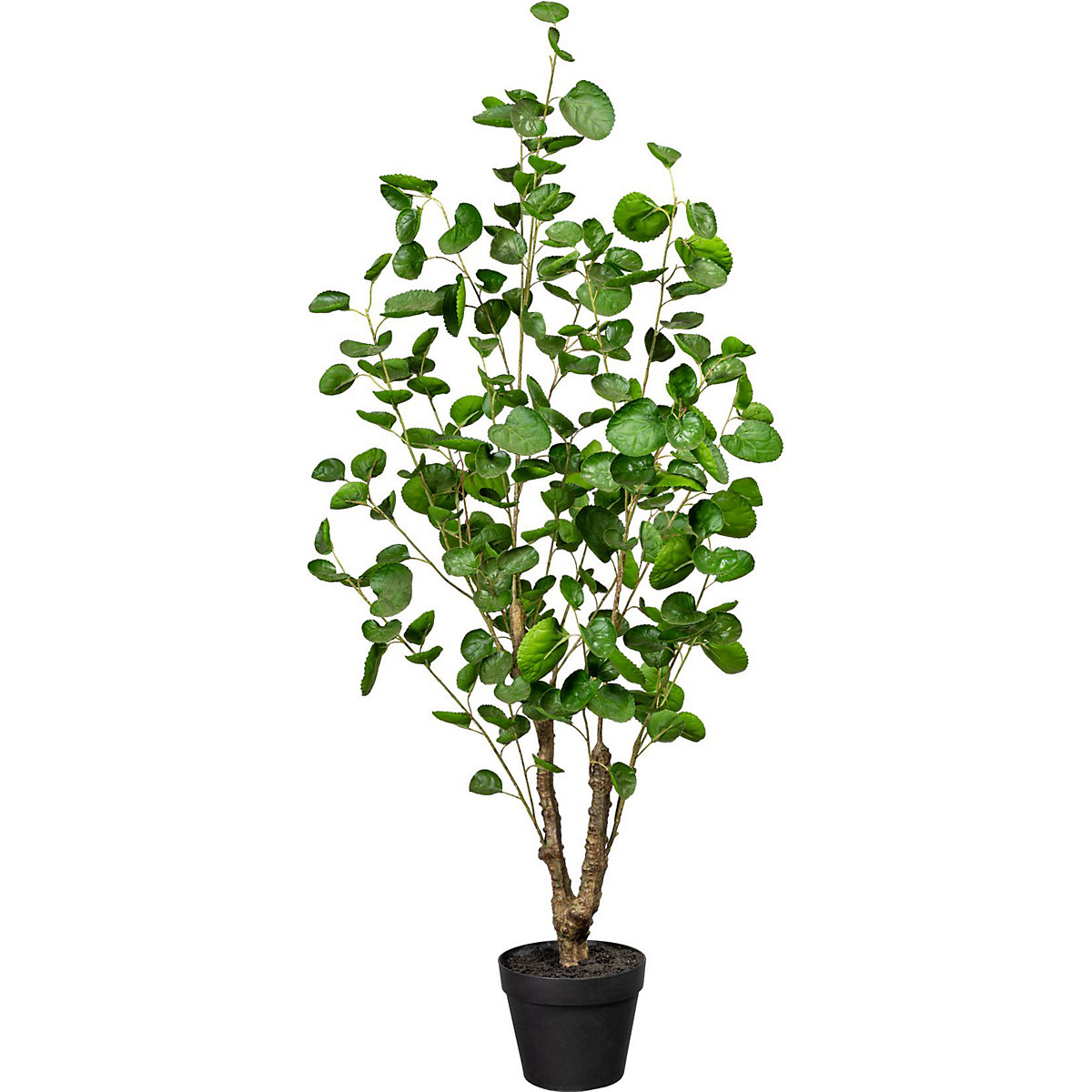 Gefineerde Aralia
