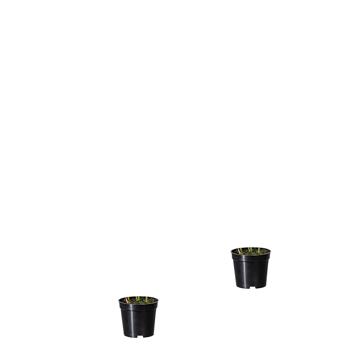Goudpalm, VE = 2 stuks, hoogte ca. 700 mm, in een kunststof pot met aarde-0