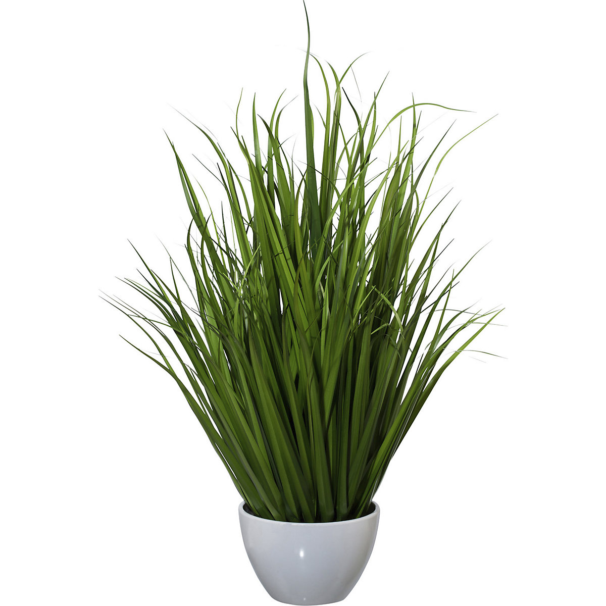 Miscanthus