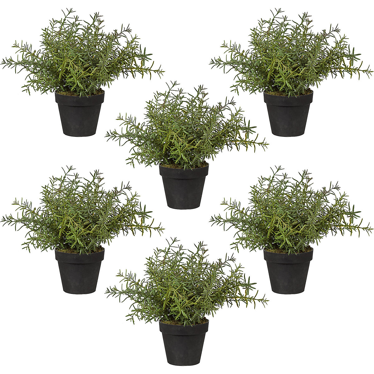Rozemarijn, VE = 6 stuks, hoogte 300 mm, in een kunststof pot met mos-0