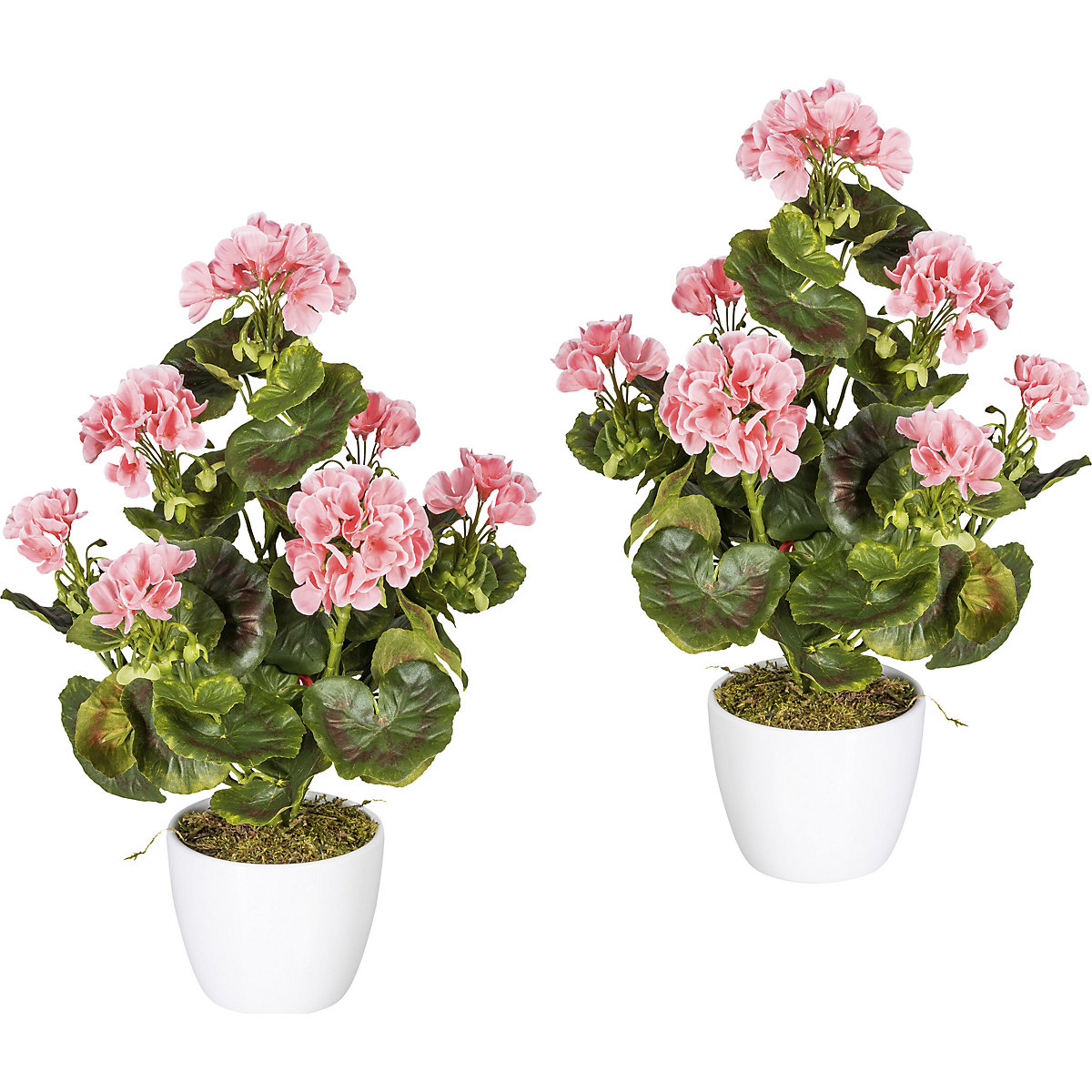 Grmiček pelargonij, odporen proti UV-žarkom