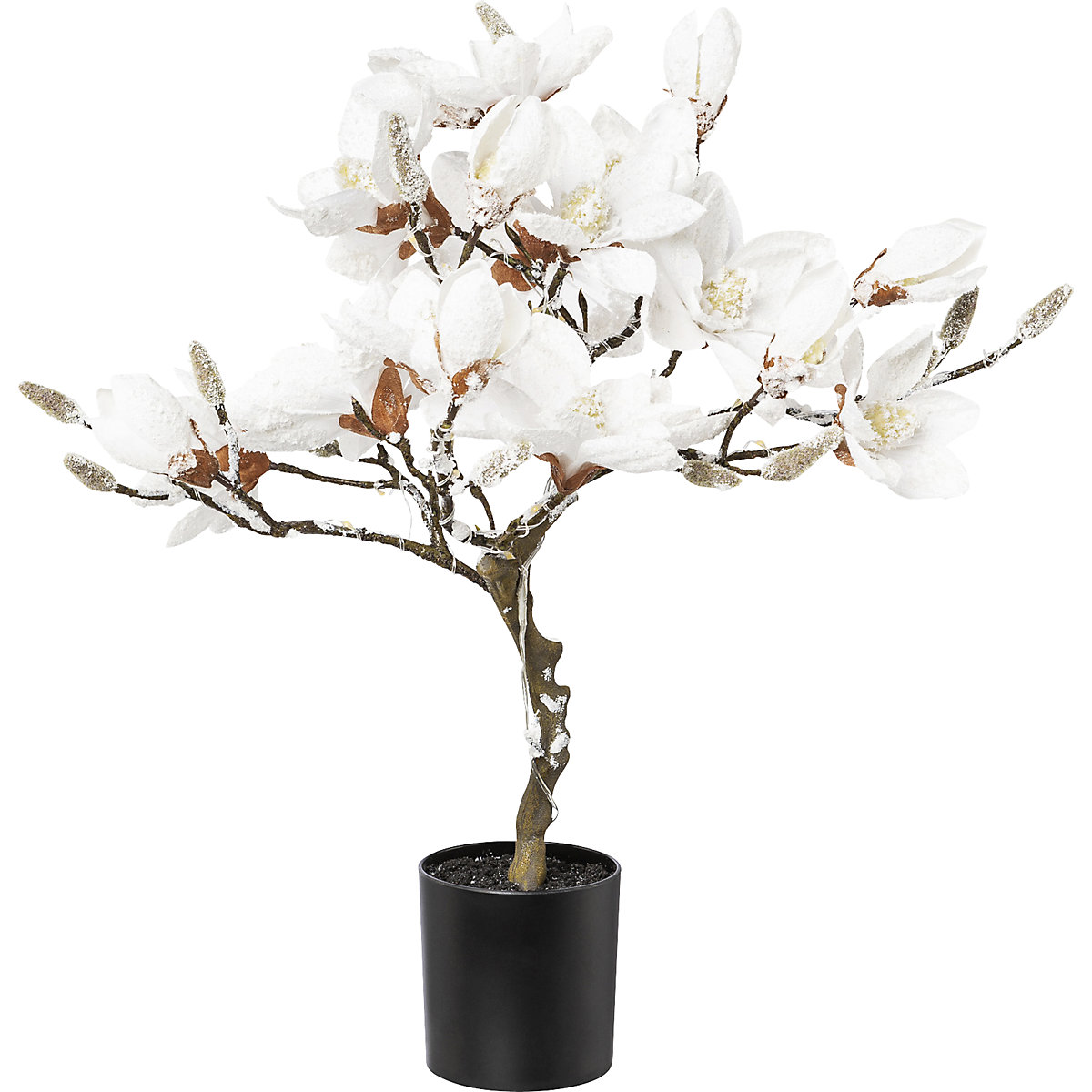 Drevesce magnolije z LED-lučkami, zasneženo