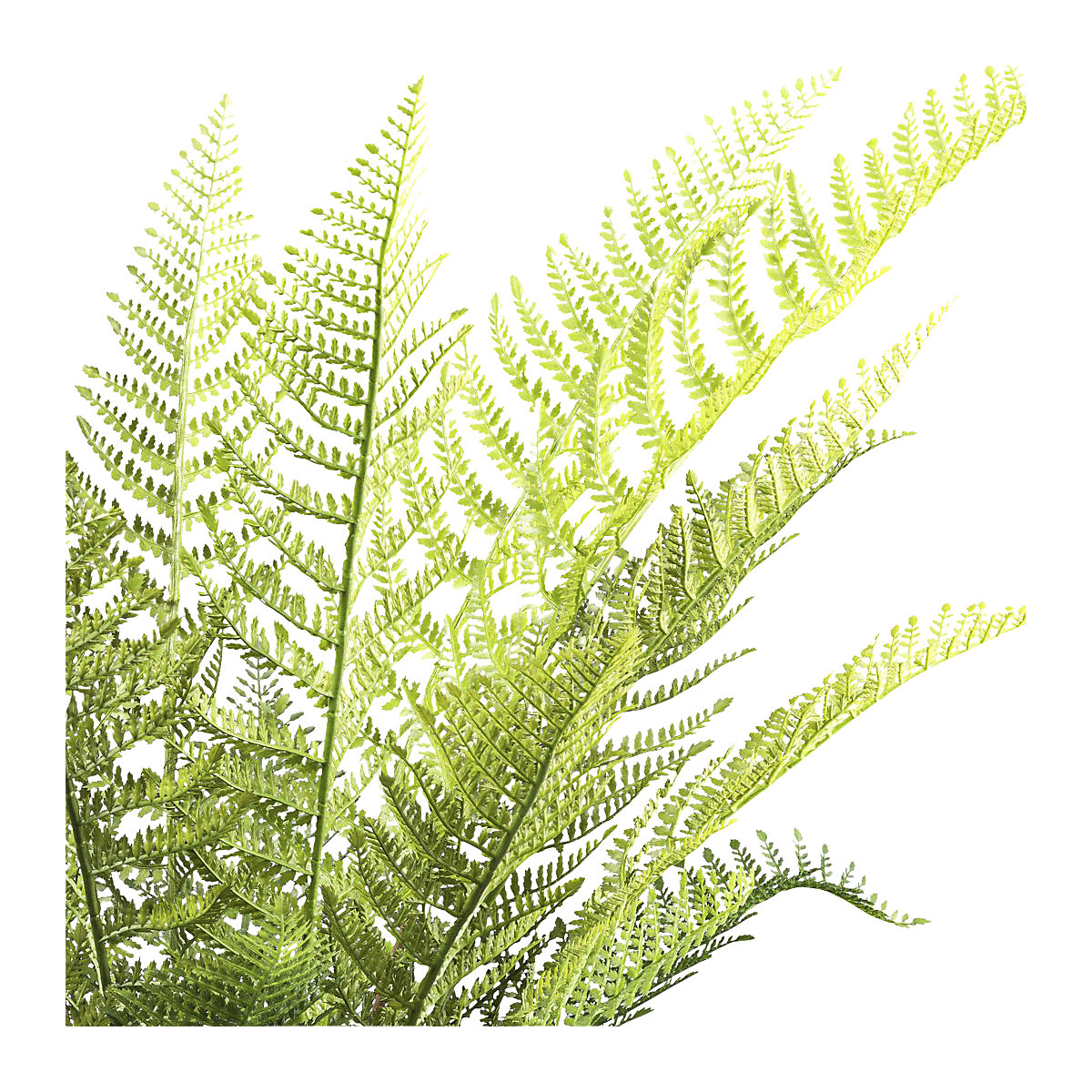 Drevesna praprot Dicksonia (Slika izdelka 2)-1