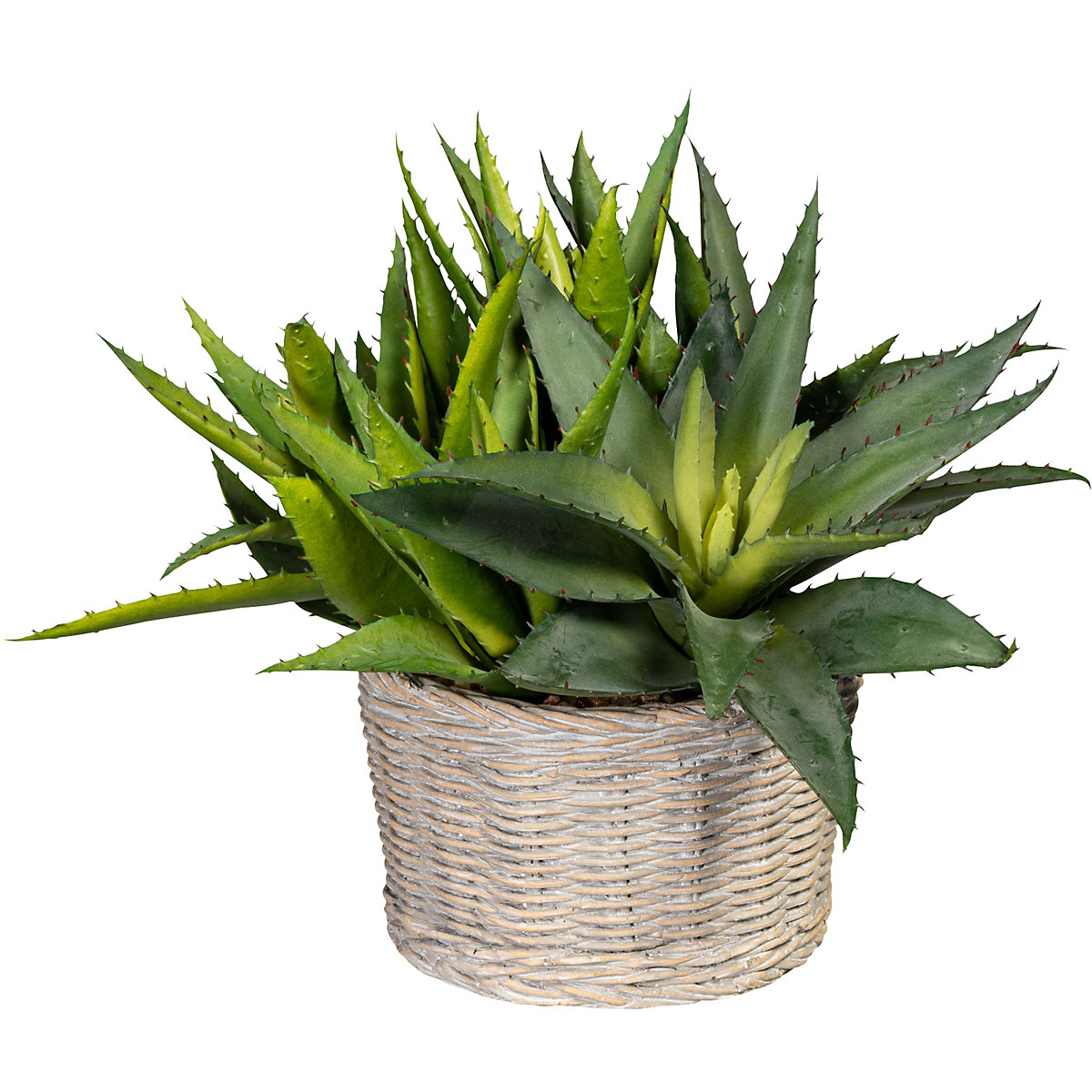 Aloe