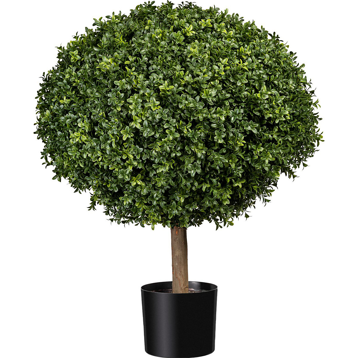 Buchsbaumkugel auf Naturstamm, im Kunststofftopf, Ø 720 mm, Höhe 800 mm