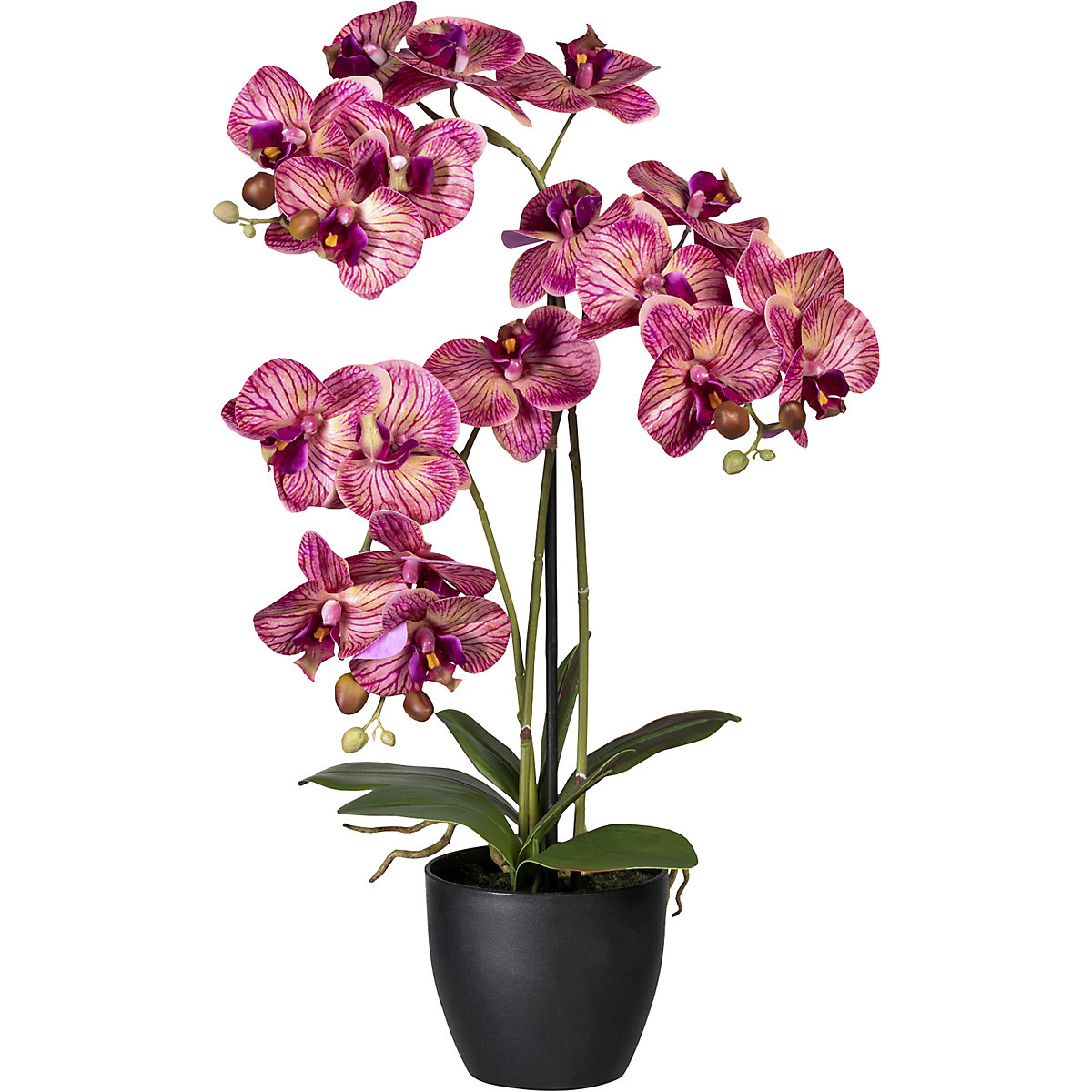 Phalaenopsis, im Kunststofftopf, mit Erde, lila, Höhe 650 mm