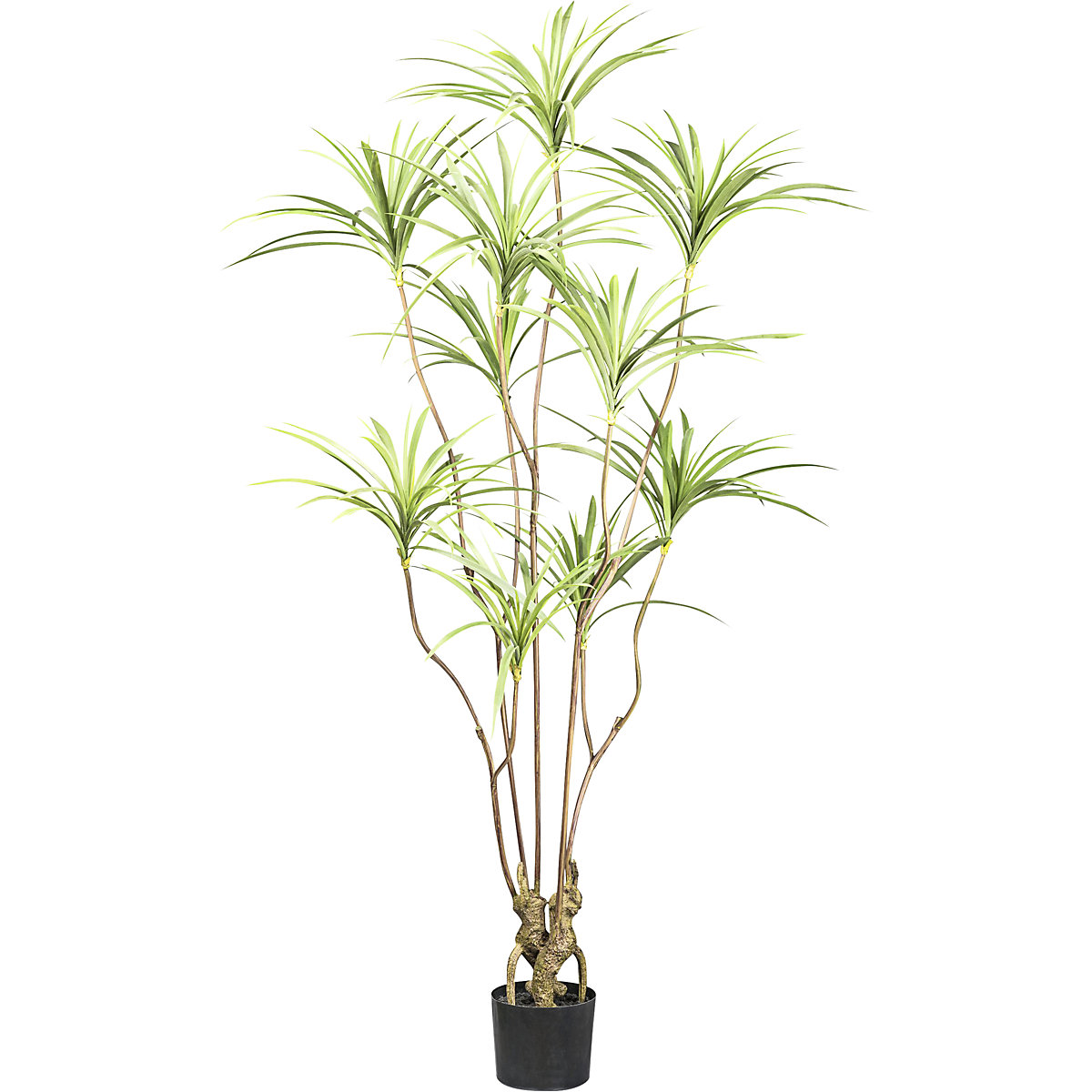 Dracaena