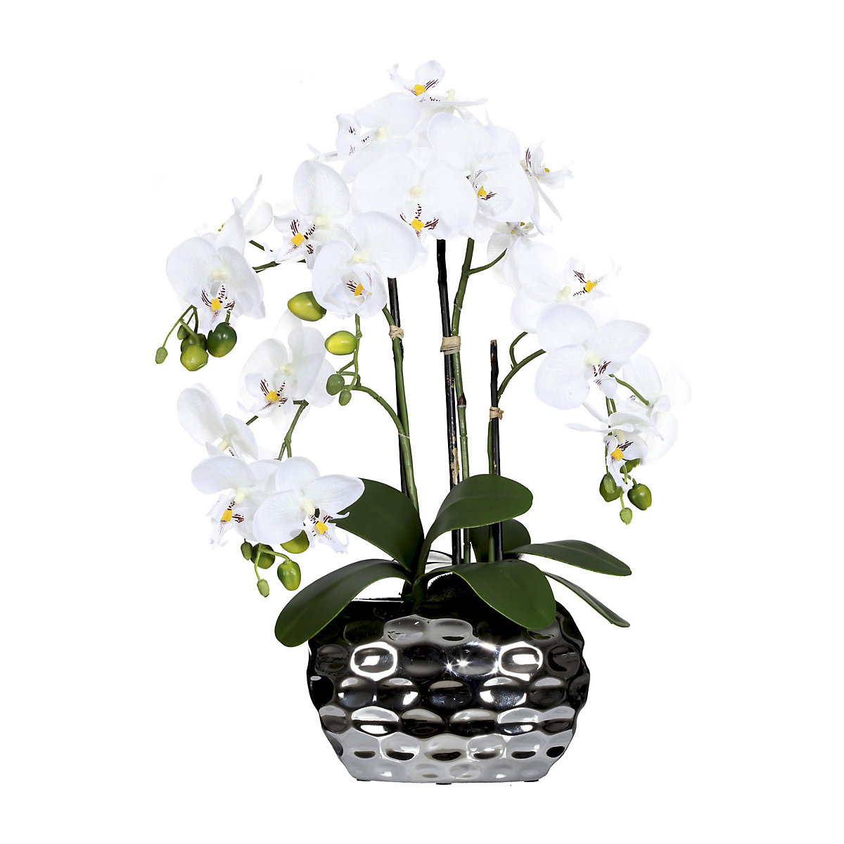 Orchidea Phalaenopsis in vaso ovale