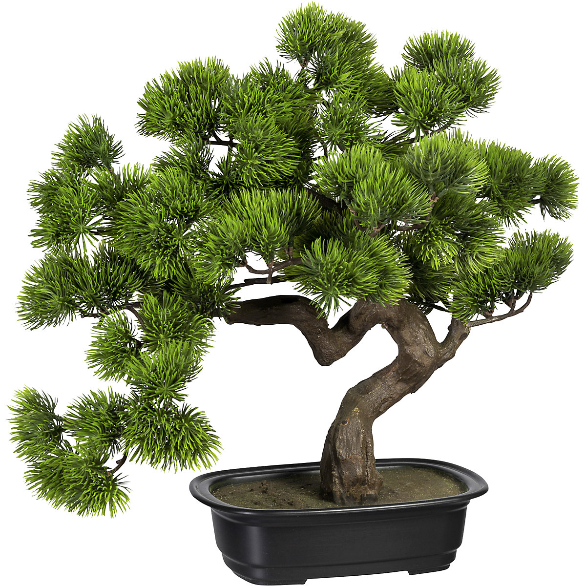 Bonsai bor