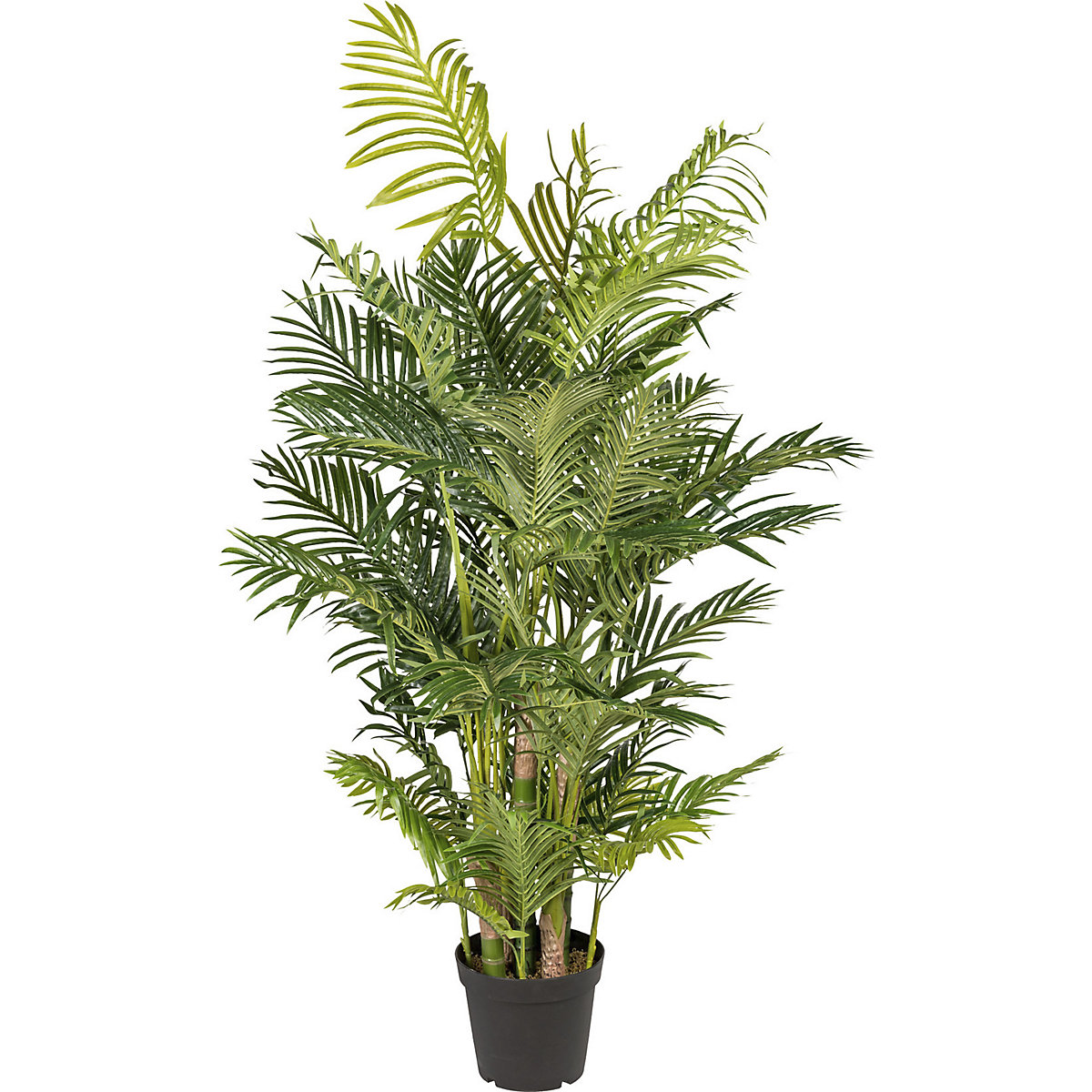 Palma Areca, real touch