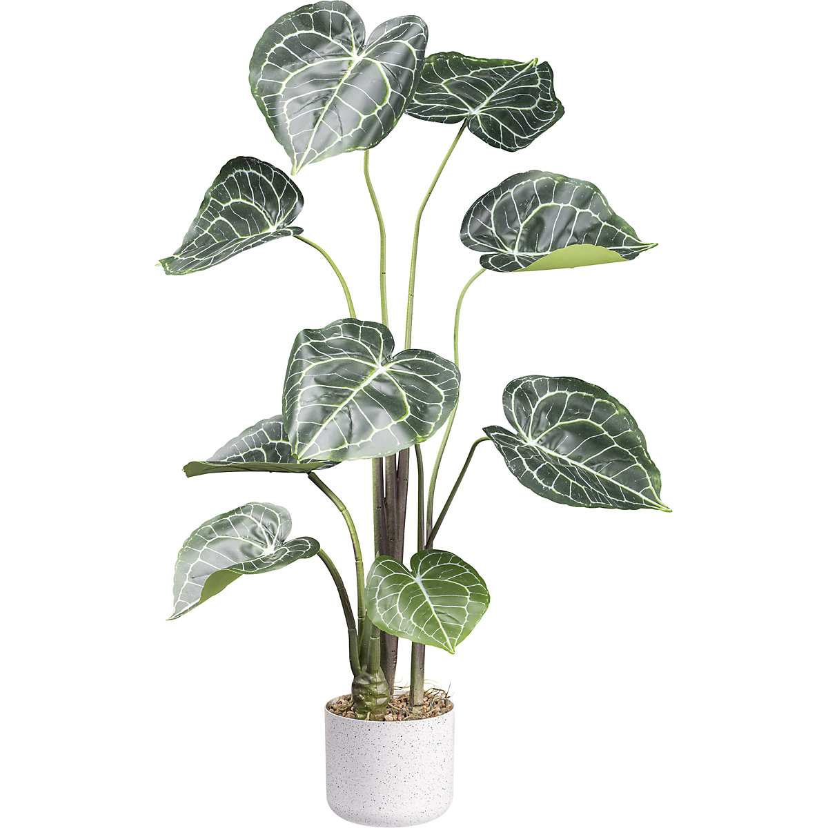 Anthurium clarinervium