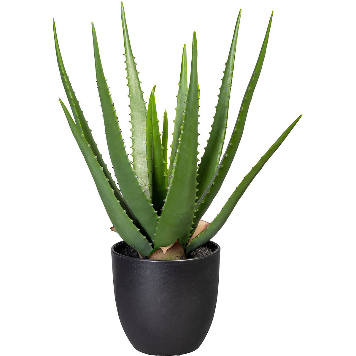 Aloes zielony