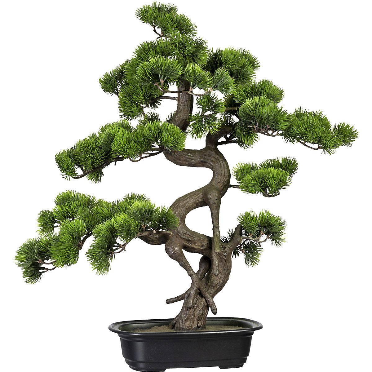 Bonsai – świerk