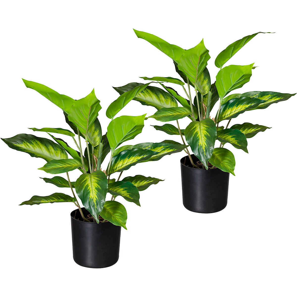 Dieffenbachia, opak. 2 szt., wys. 450 mm, w doniczce z tworzywa, z ziemią-0