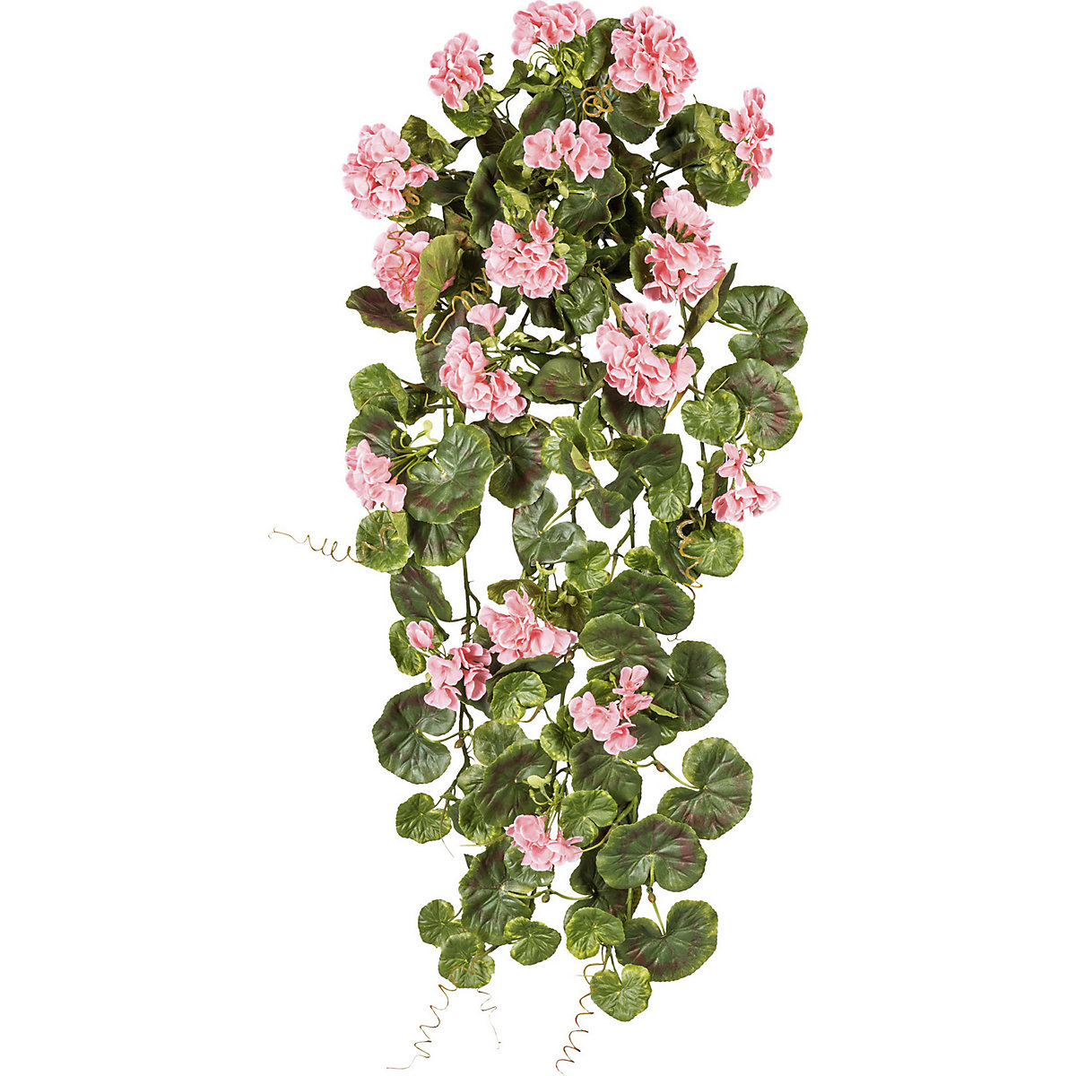 Geranium wiszące