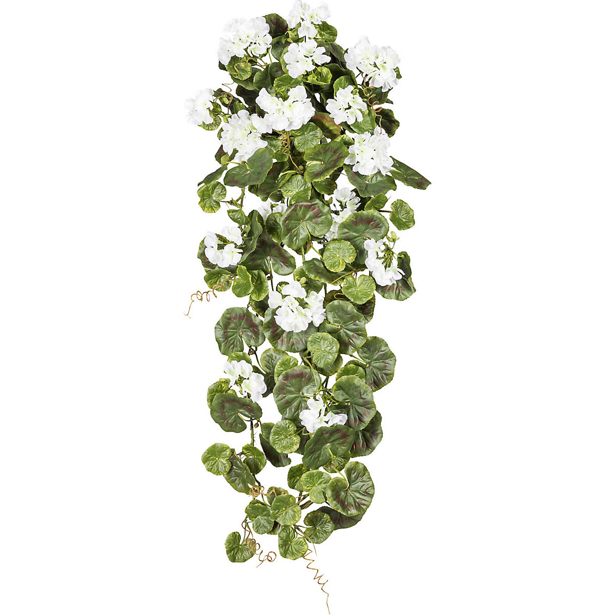 Geranium wiszące