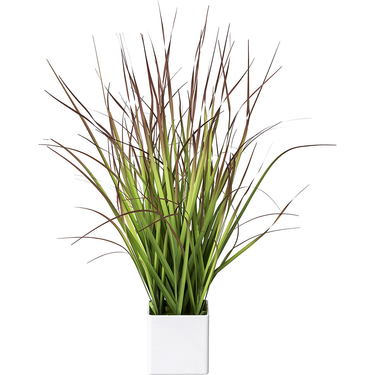Imperata cylindryczna Red Baron w doniczce (Zdjęcie produktu 2)-1