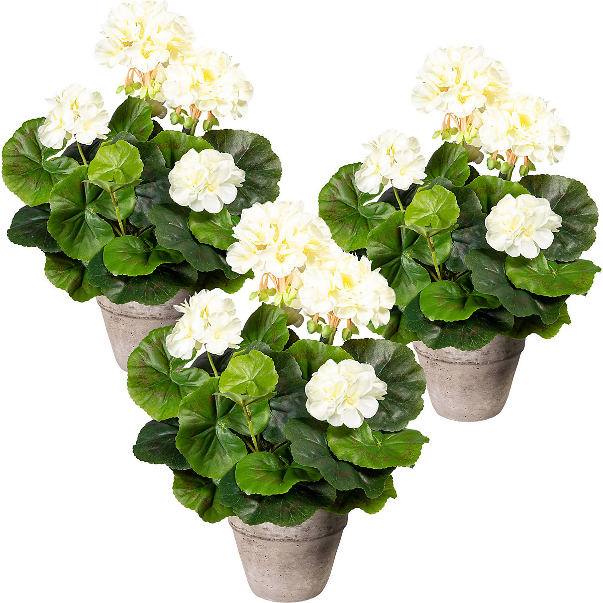 Krzew pelargonii, opak. 3 szt., w cementowej doniczce, kremowa-0