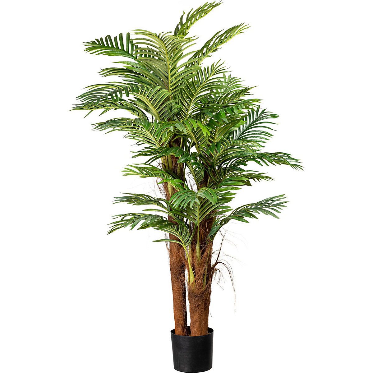 Palma Areca z kokosowym pniem