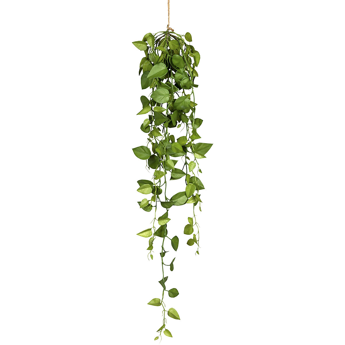 Filodendron k zavěšení (Obrázek výrobku 2)-1