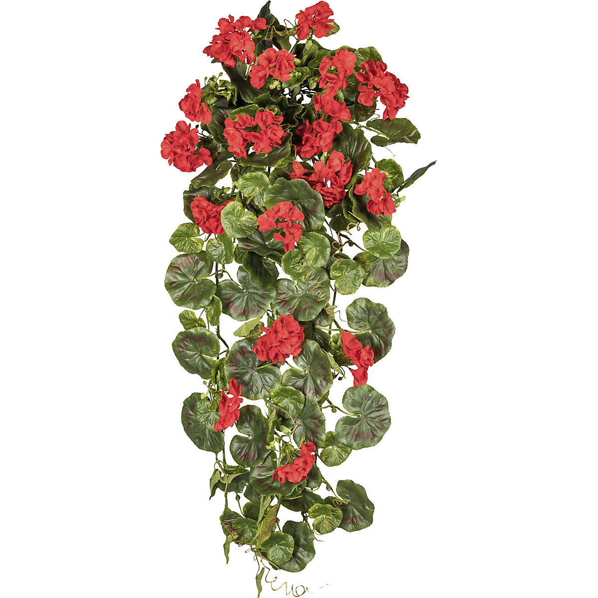 Závěsná pelargonie