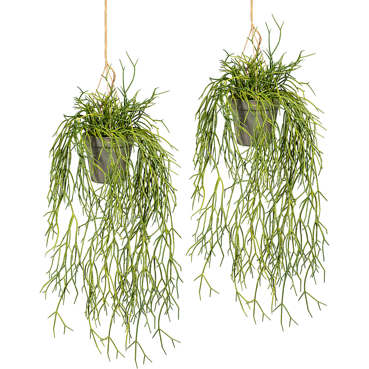 Záves rhipsalis, OJ 2 ks, dĺžka cca 600 mm, plastový závesný kvetináč 100 x 100 mm-0
